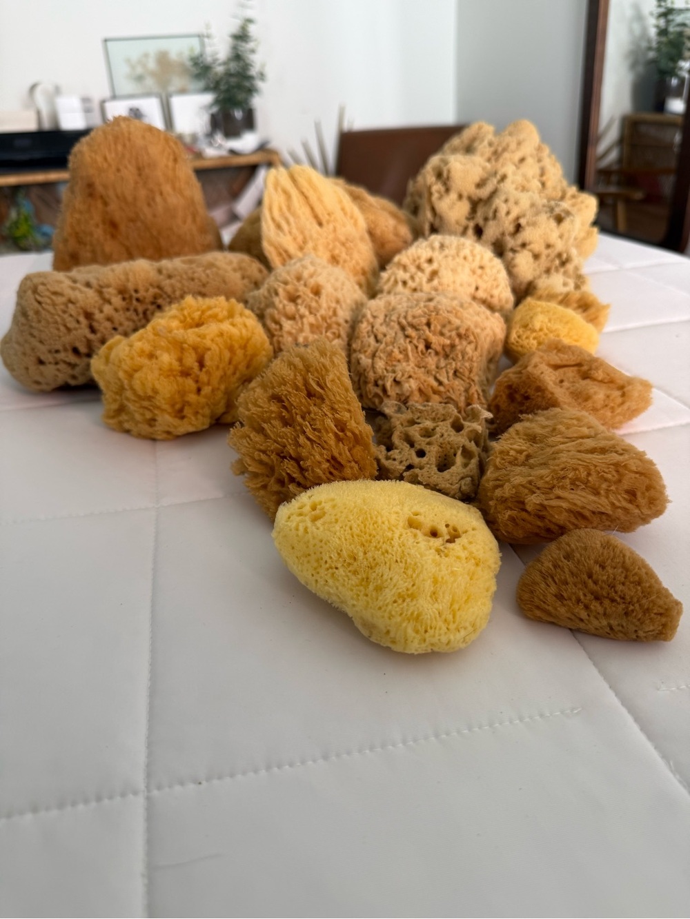 Bundle of 18 Natural Sea Sponges!